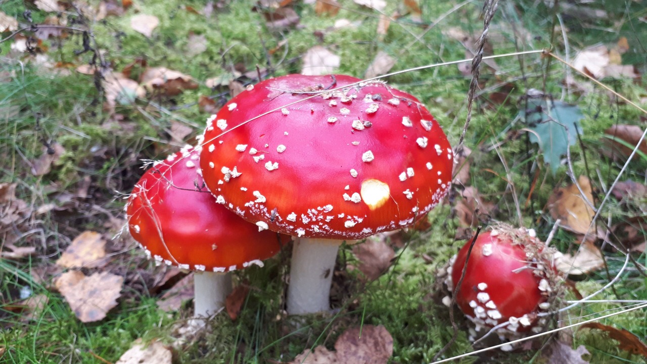 Photo of Outdoor in Odskolt