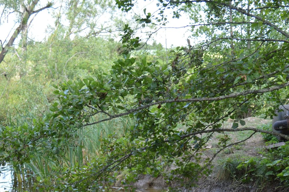 Photo of Others in Koping
