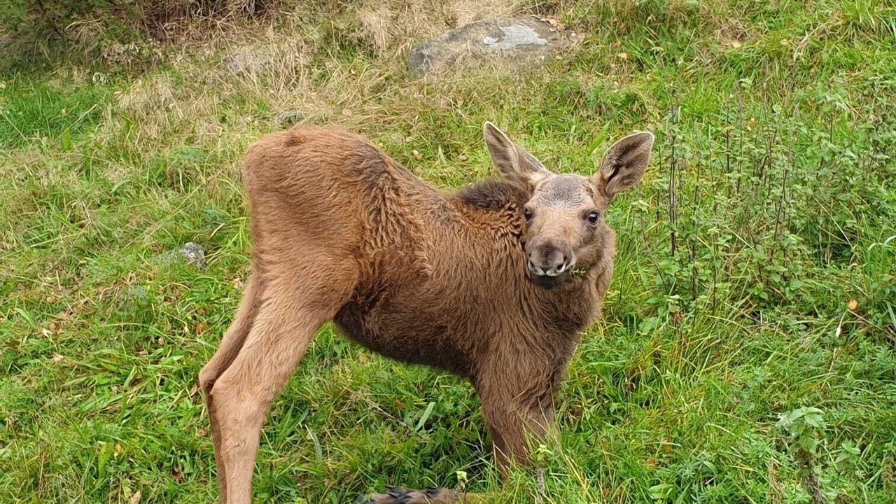 Photo of Others in Markaryd