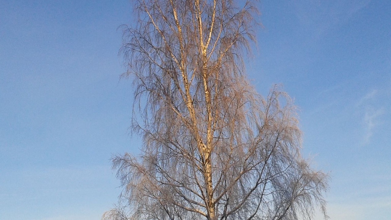 Photo of Outdoor in Tallberg