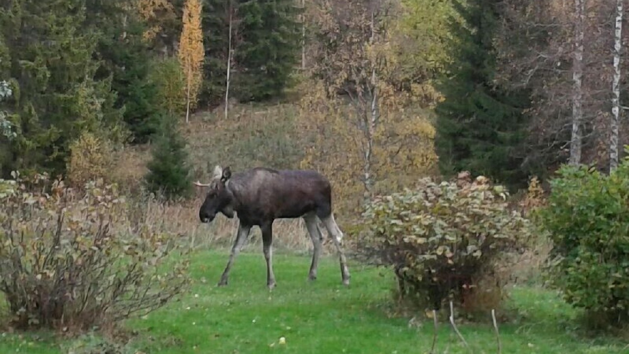 Photo of Outdoor in Tallberg