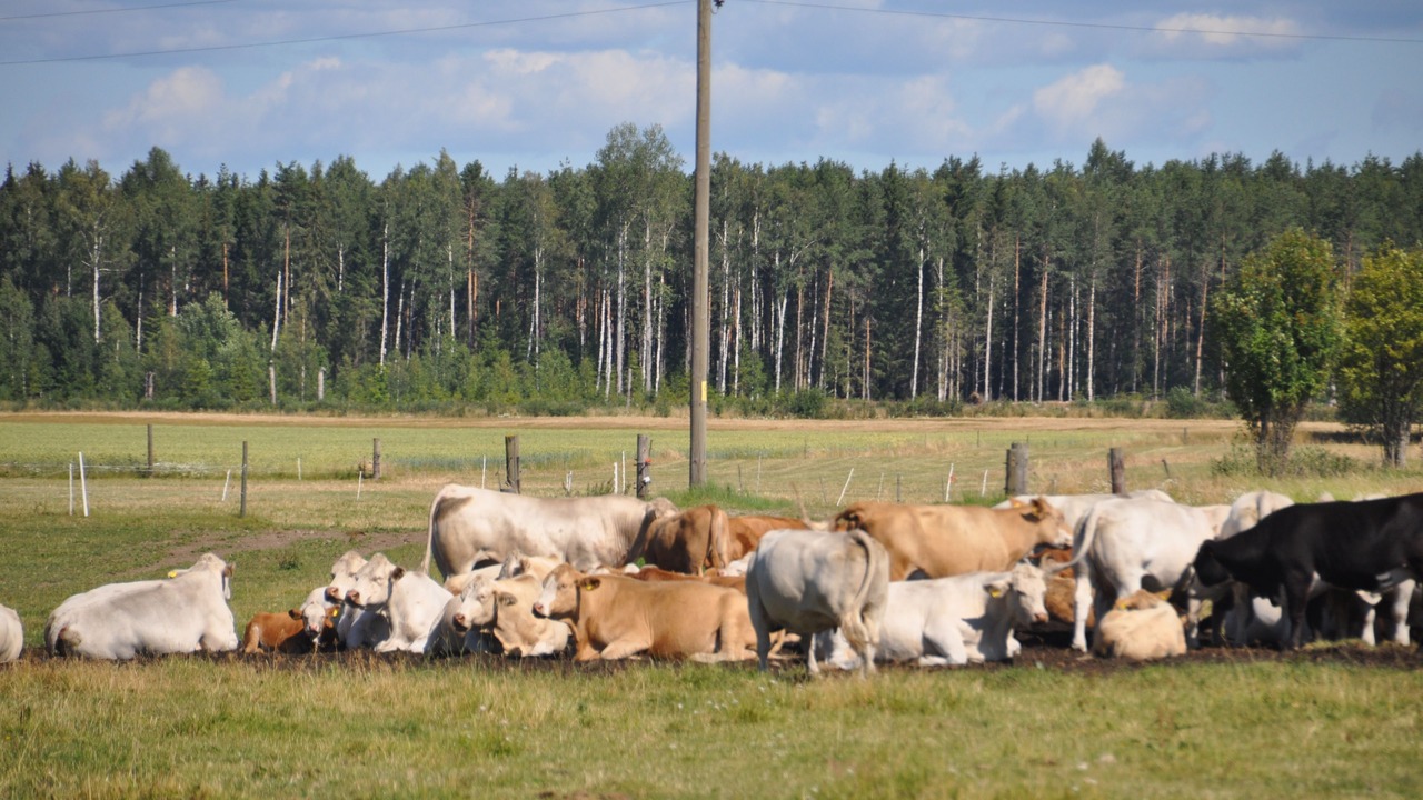 Photo of Others in Vreta Kloster