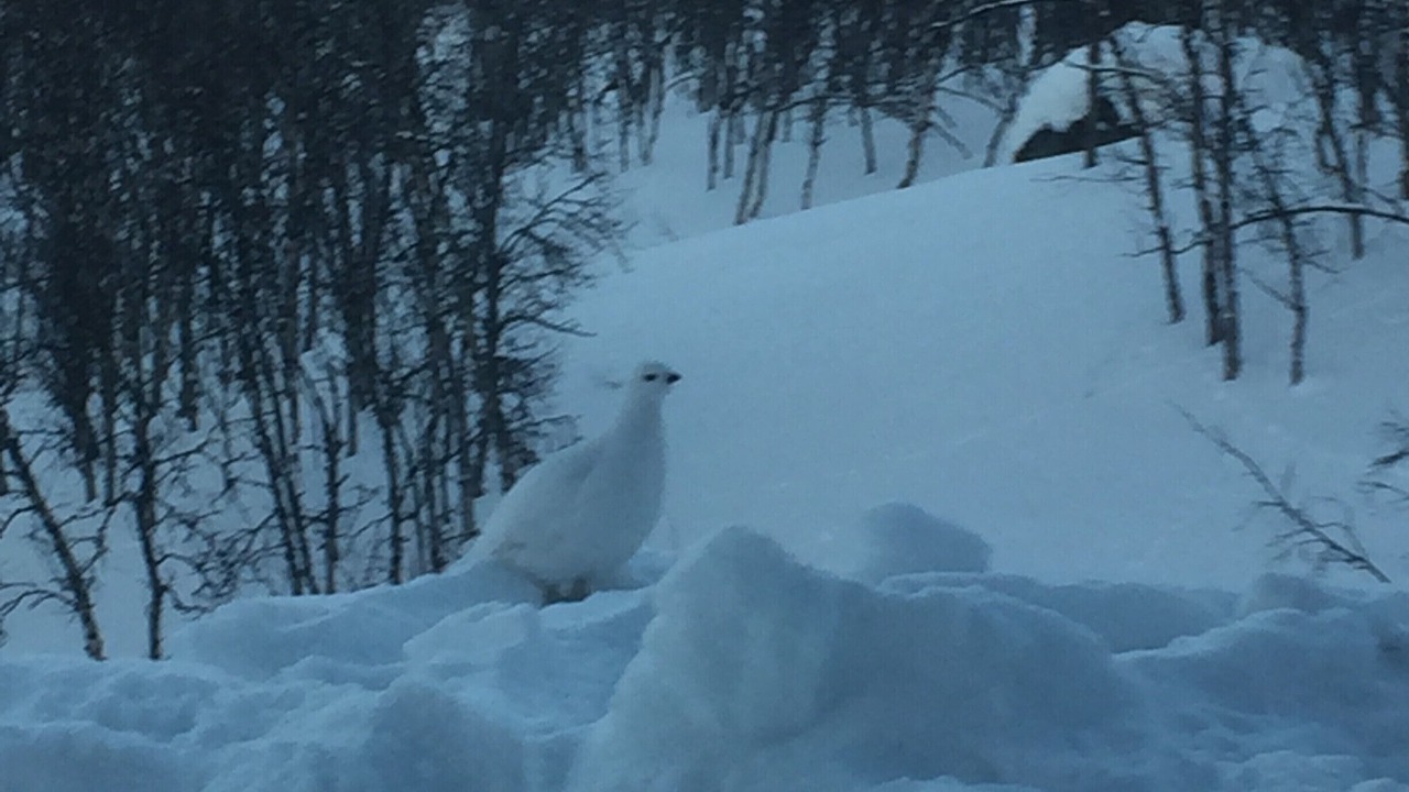 Photo of Outdoor in Kiruna