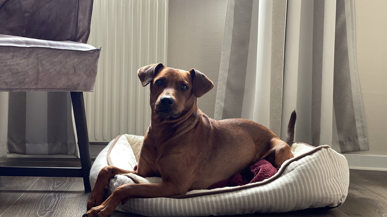 Photo of Bedroom in Bokalyckan-Centrum