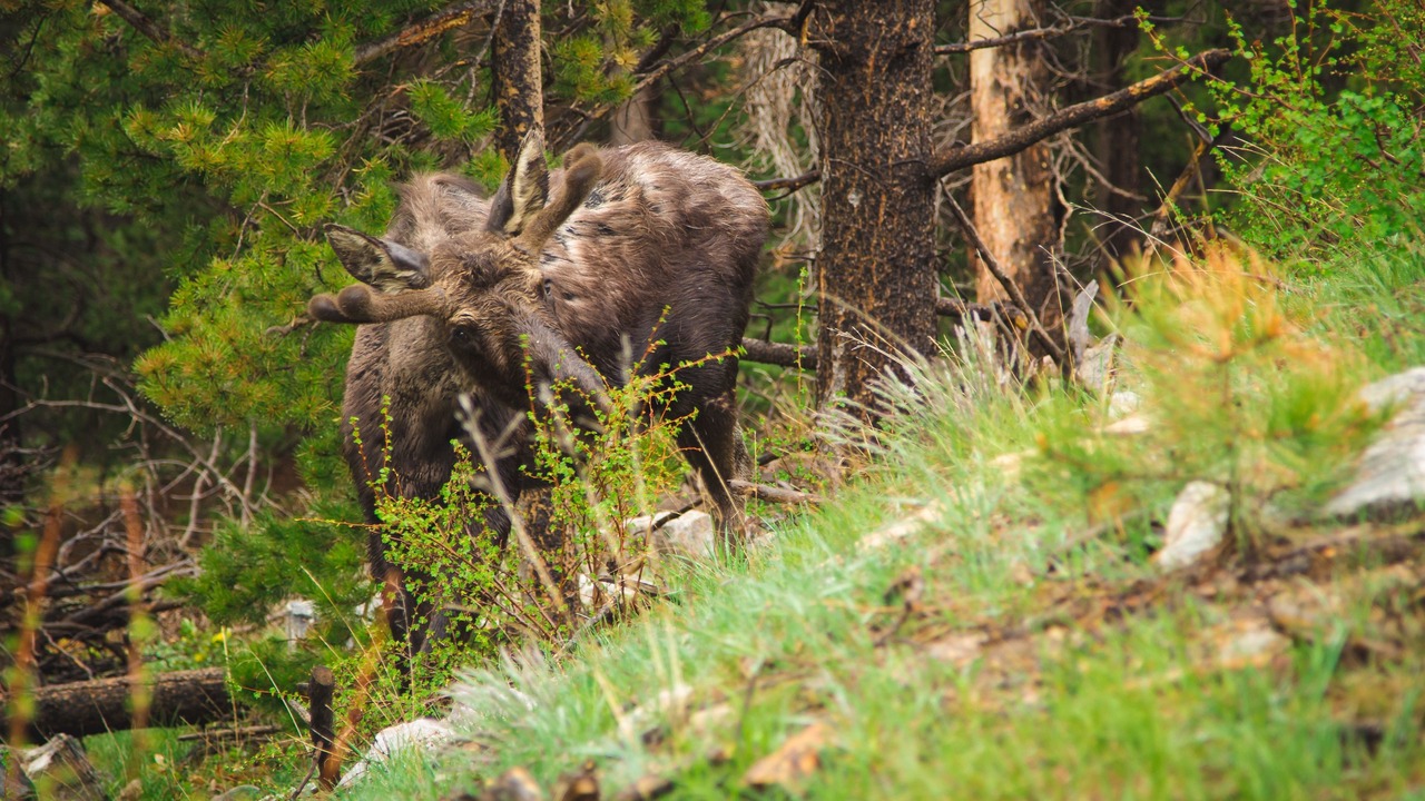 Photo of Outdoor in Orsa