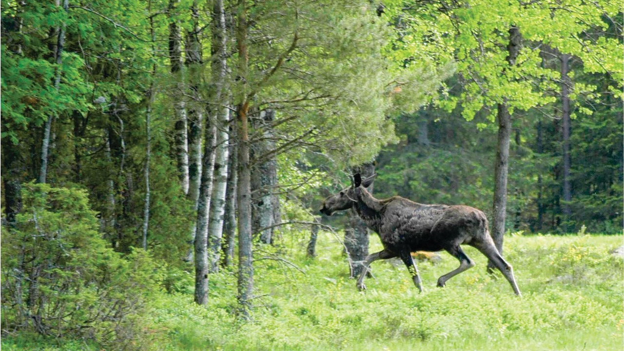 Photo of Outdoor in Svanskog