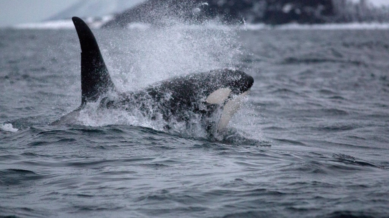 Photo of Others in Henningsvaer