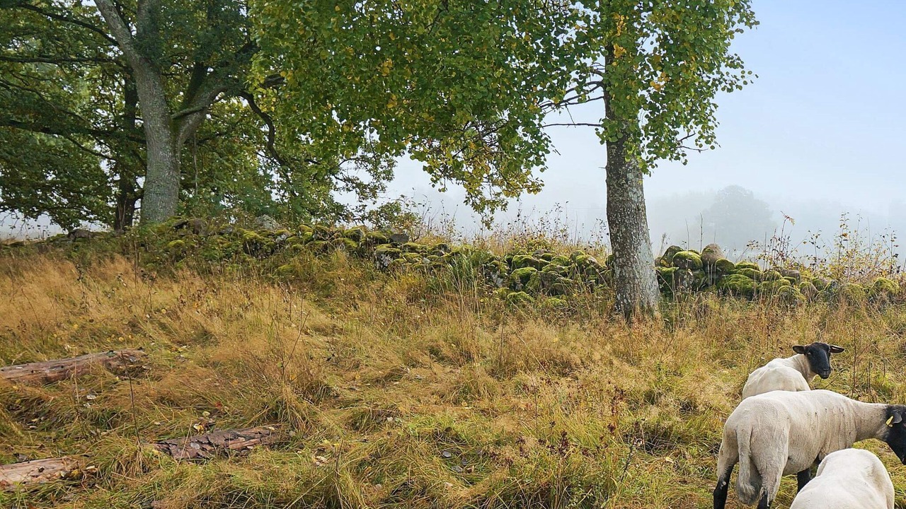 Photo of Outdoor in Floby