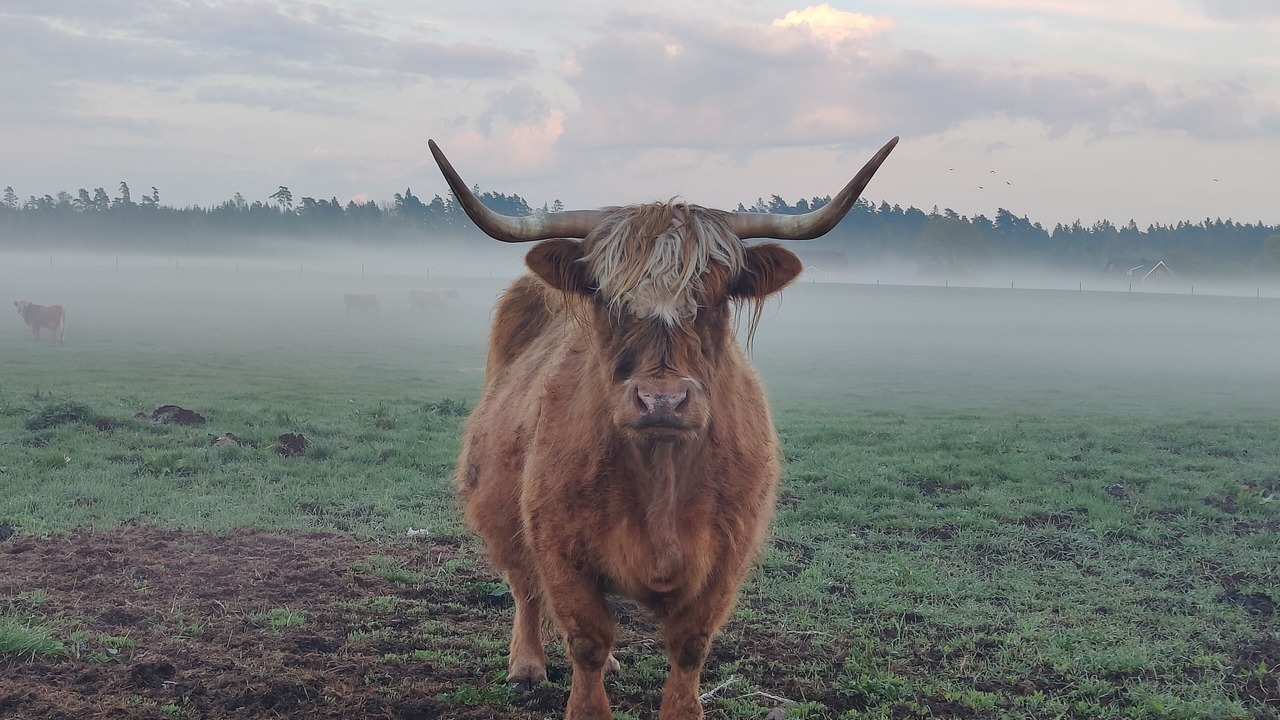 Photo of Others in Langaryd