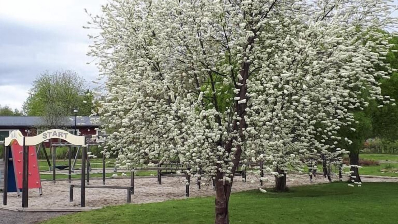 Photo of Outdoor in Bispgarden