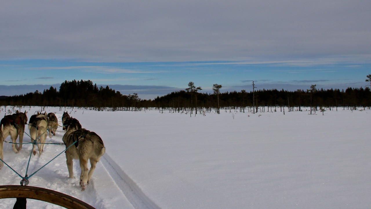 Photo of Others in Torsby