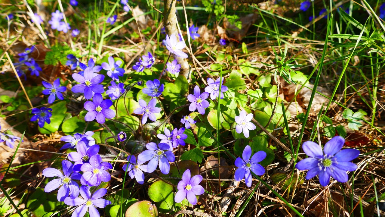 Photo of Outdoor in Gotland Municipality
