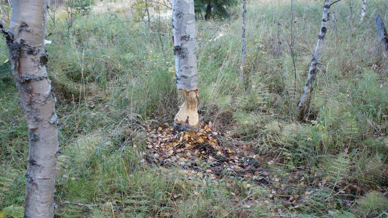 Photo of Outdoor in Vindeln