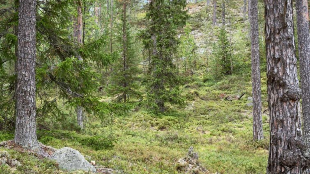 Photo of Others in Lofsdalen