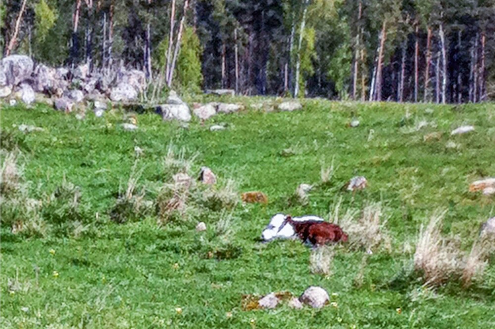 Photo of Others in Mariestad