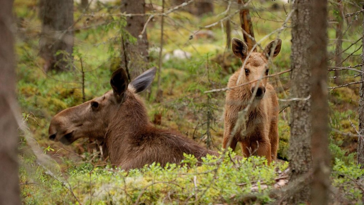 Photo of Others in Ockelbo