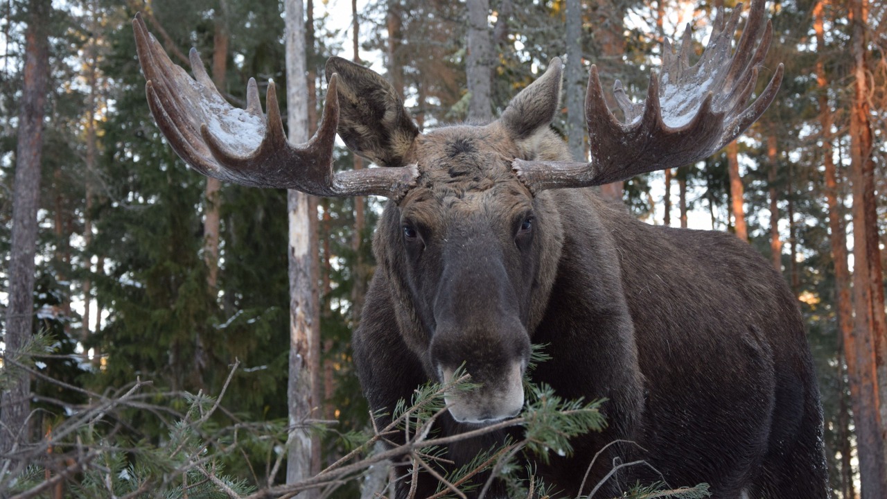 Photo of Others in Ockelbo