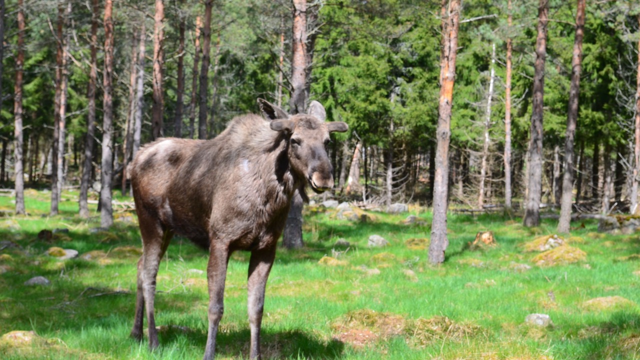 Photo of Outdoor in Klavrestrom