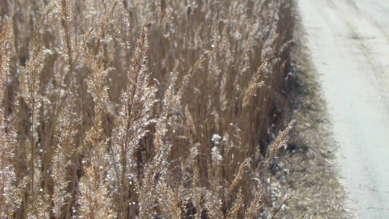 Photo of Others in Falkenberg