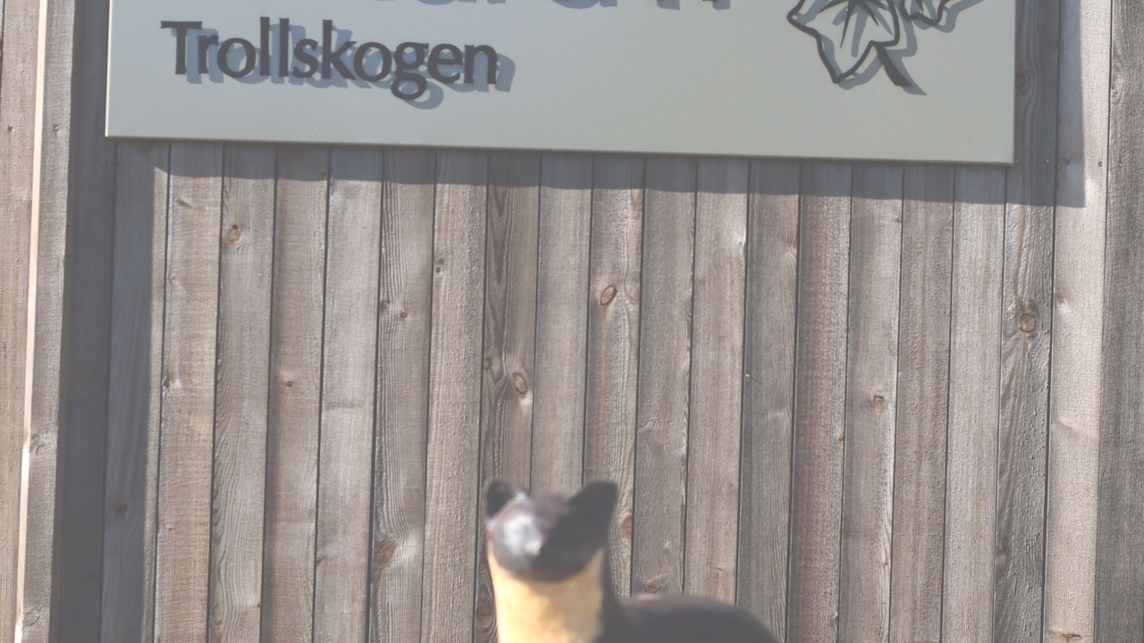 Photo of Outdoor in Borgholm