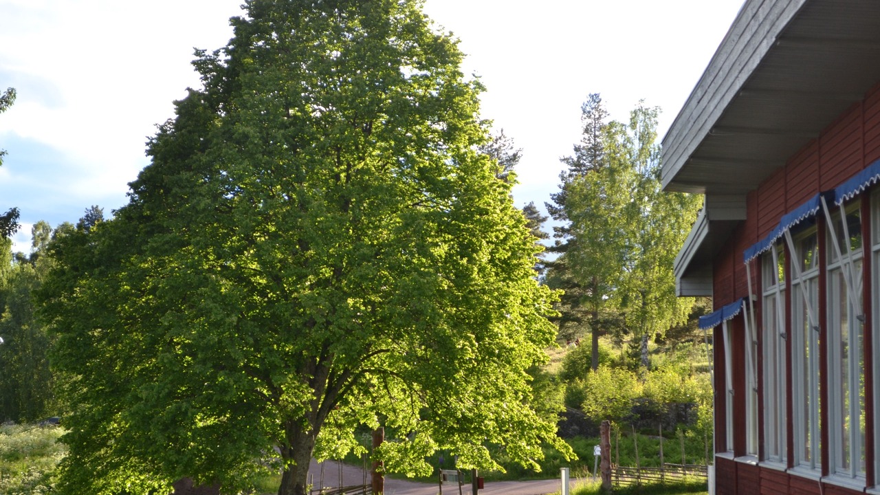 Photo of Outdoor in Siljansnas