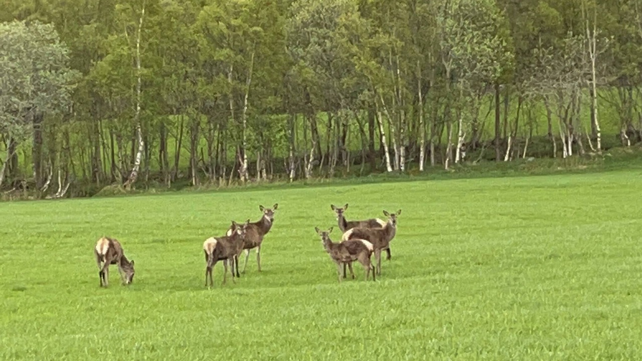 Photo of Others in Gjengstoa