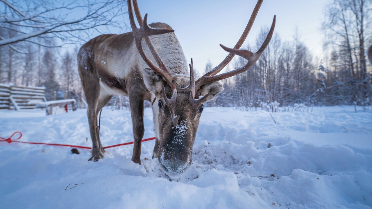Photo of Others in Rovaniemi
