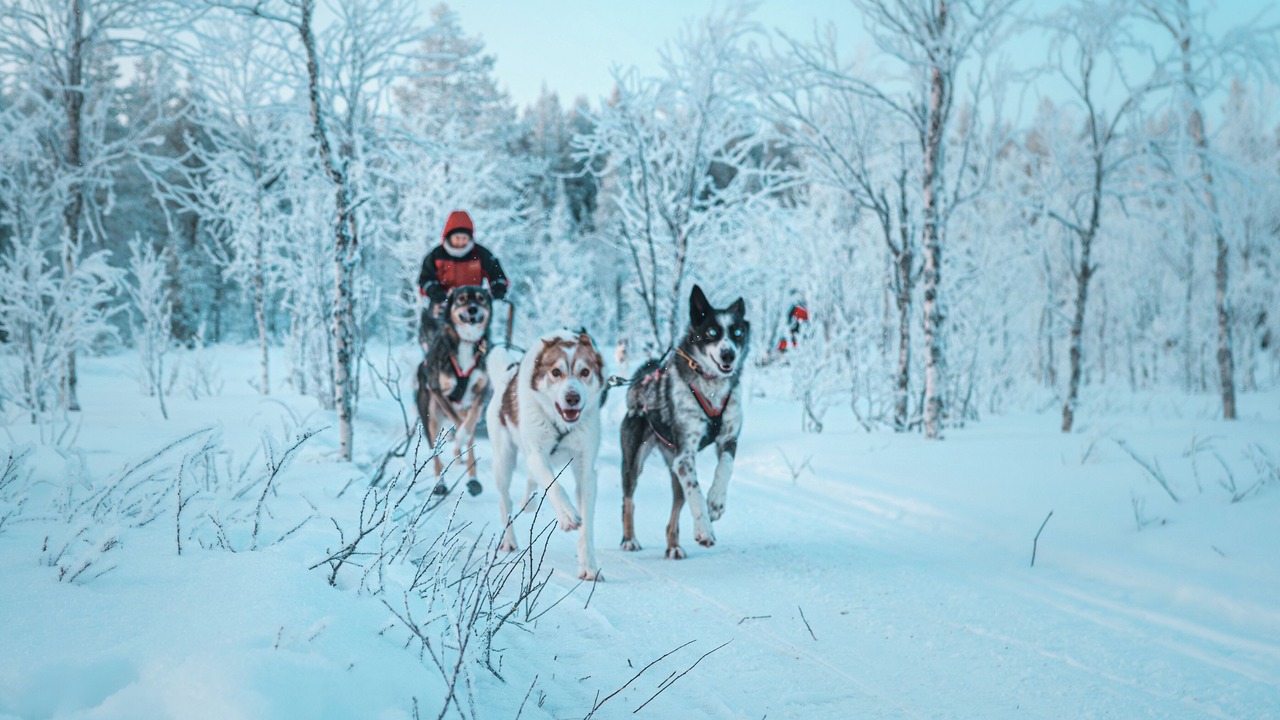 Photo of Others in Rovaniemi