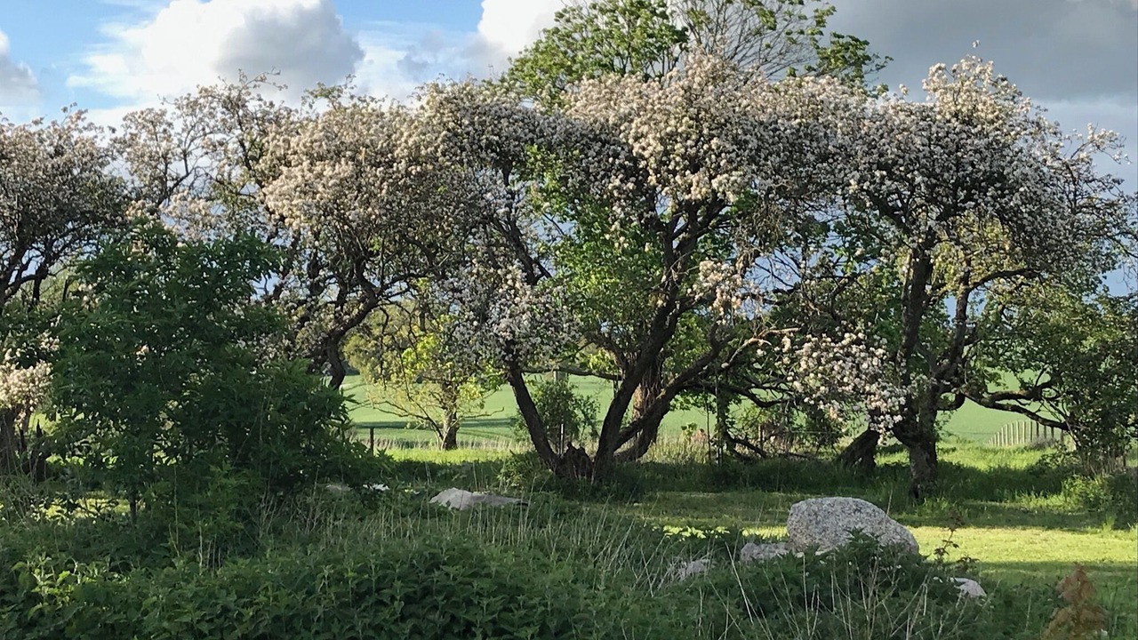 Photo of Outdoor in Sjobo