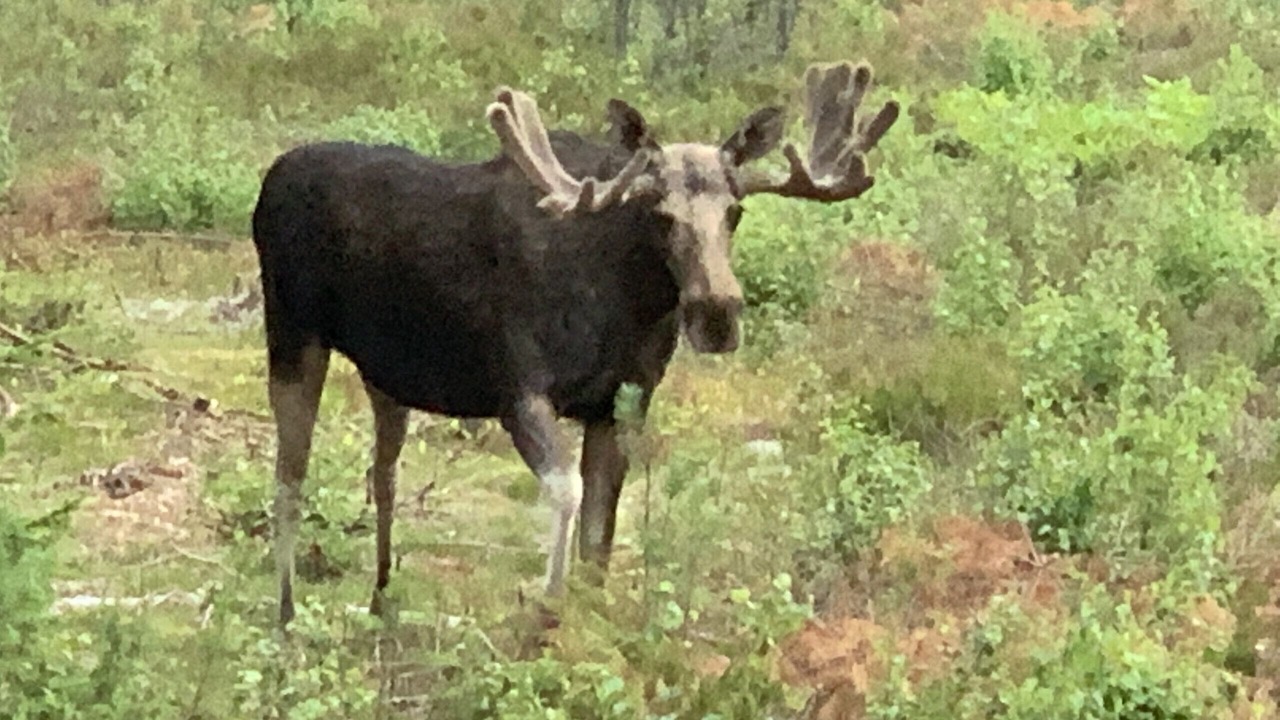 Photo of Others in Vassmolosa
