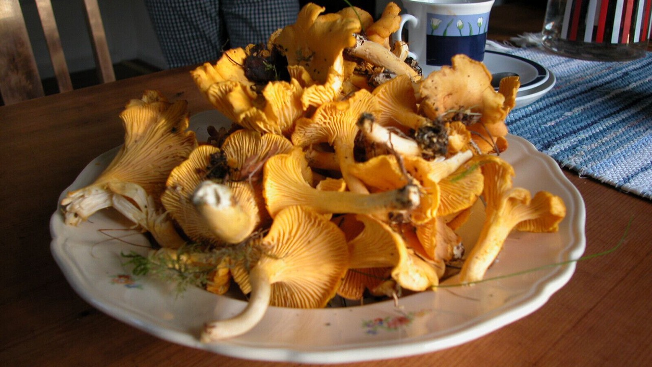 Photo of Others in Vassmolosa