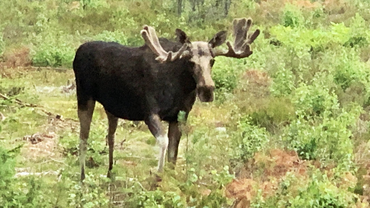 Photo of Others in Langhem