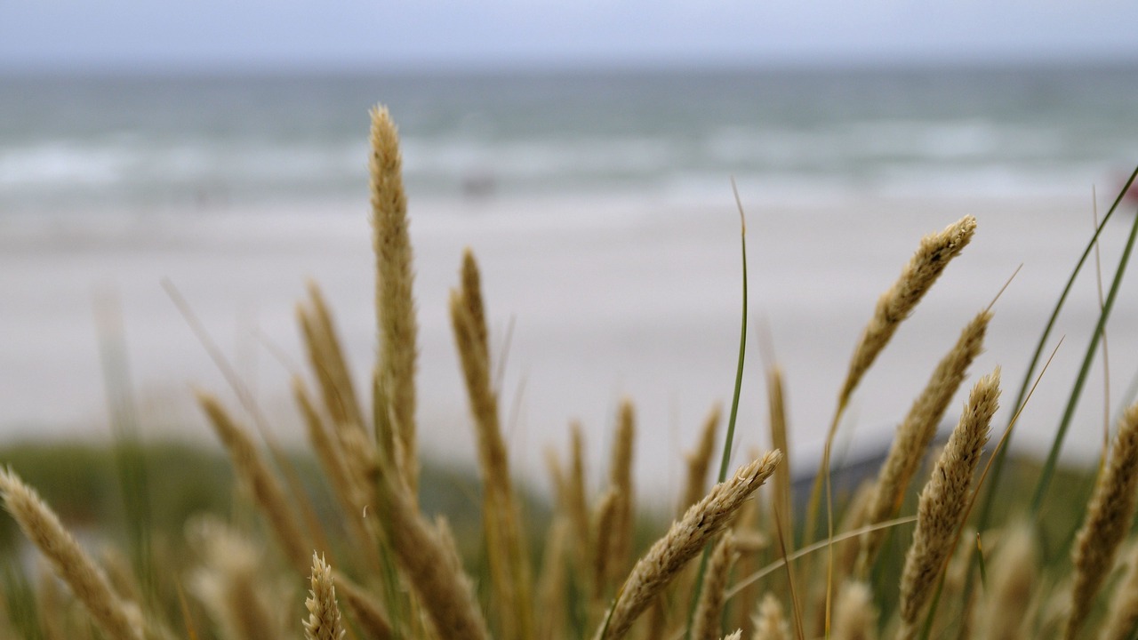 Photo of Others in Skanor-Falsterbo
