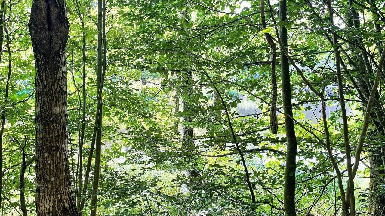 Photo of Others in Hemsjohult