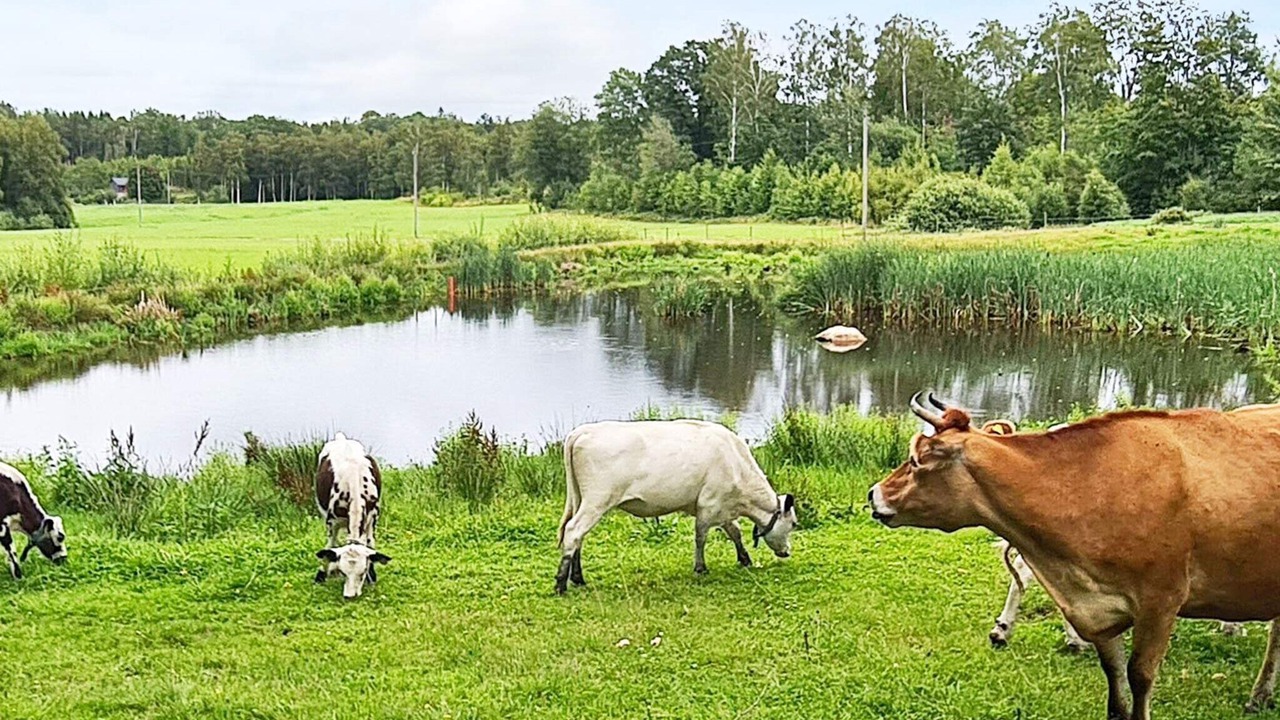 Photo of Others in Halmstad