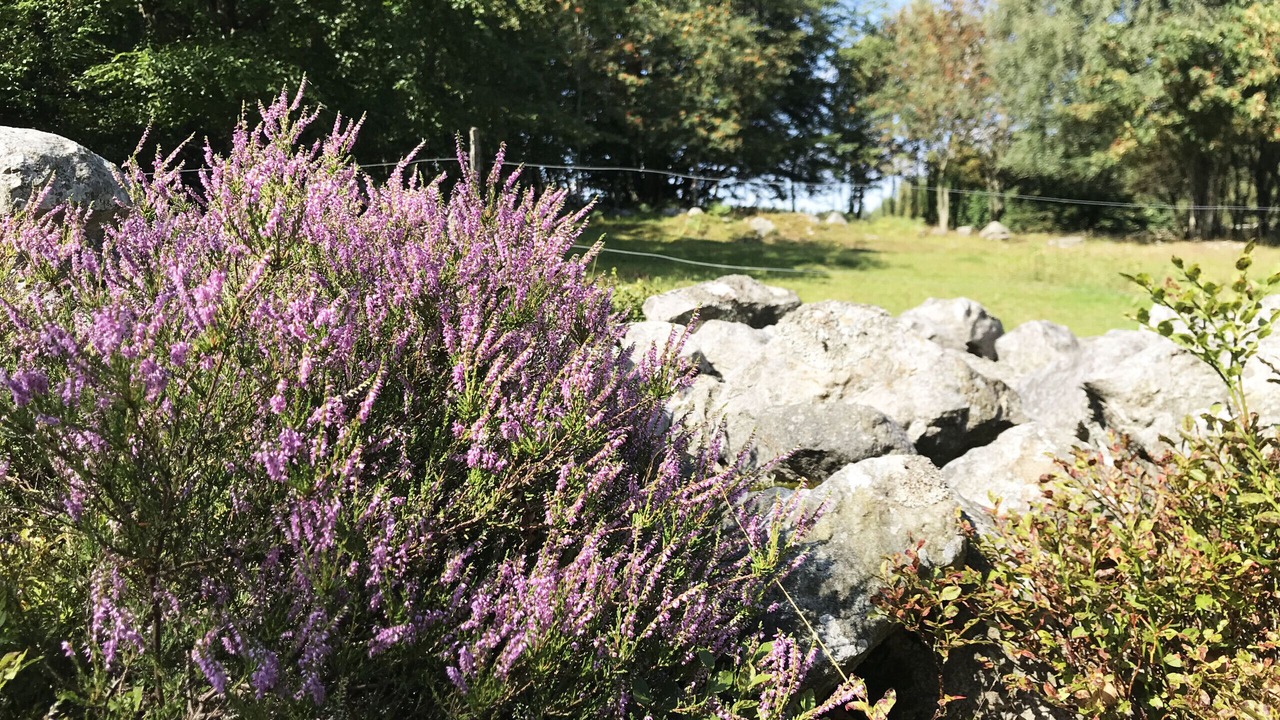 Photo of Outdoor in Andrarum