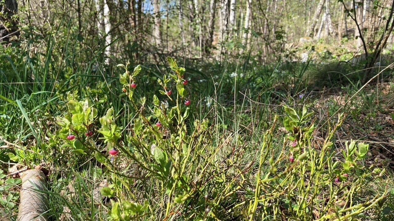 Photo of Outdoor in Karlshamn