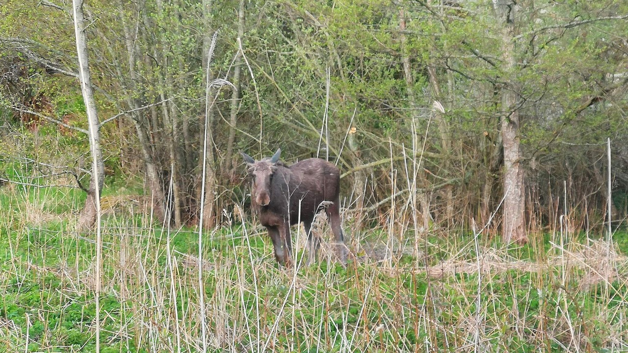 Photo of Others in Orno