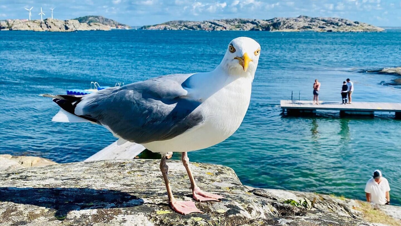 Photo of Others in Klaedesholmen