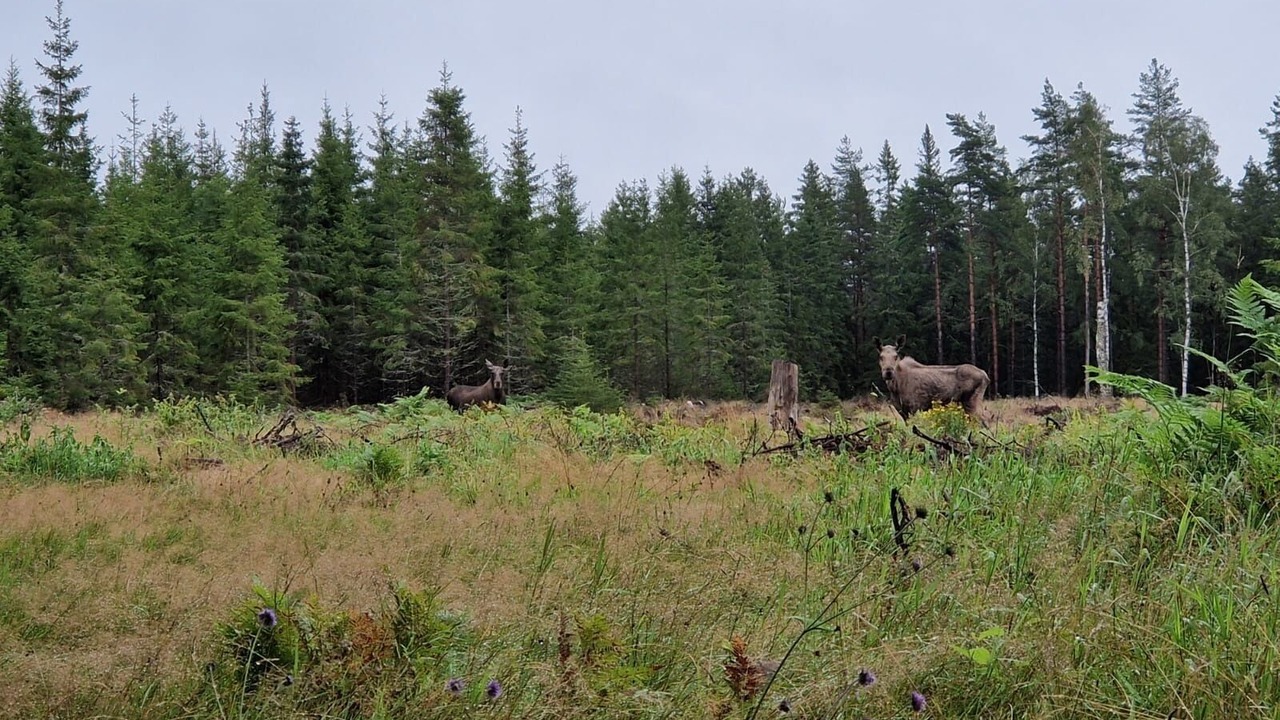 Photo of Outdoor in Asenhoga