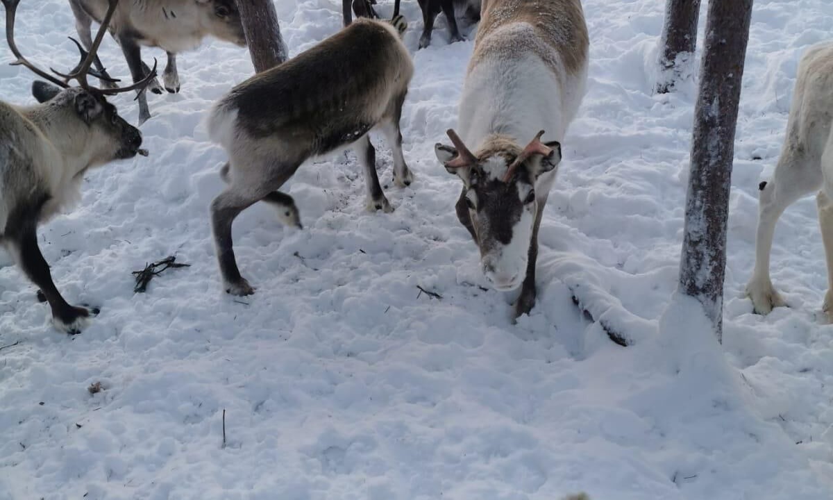 Photo of Others in Vidsel
