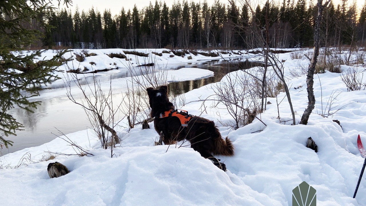 Photo of Others in Vemdalen