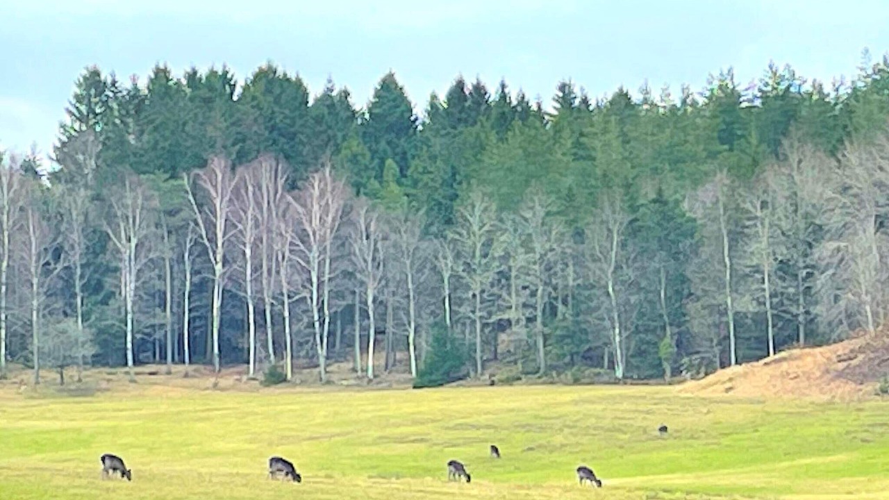 Photo of Others in Prassebo