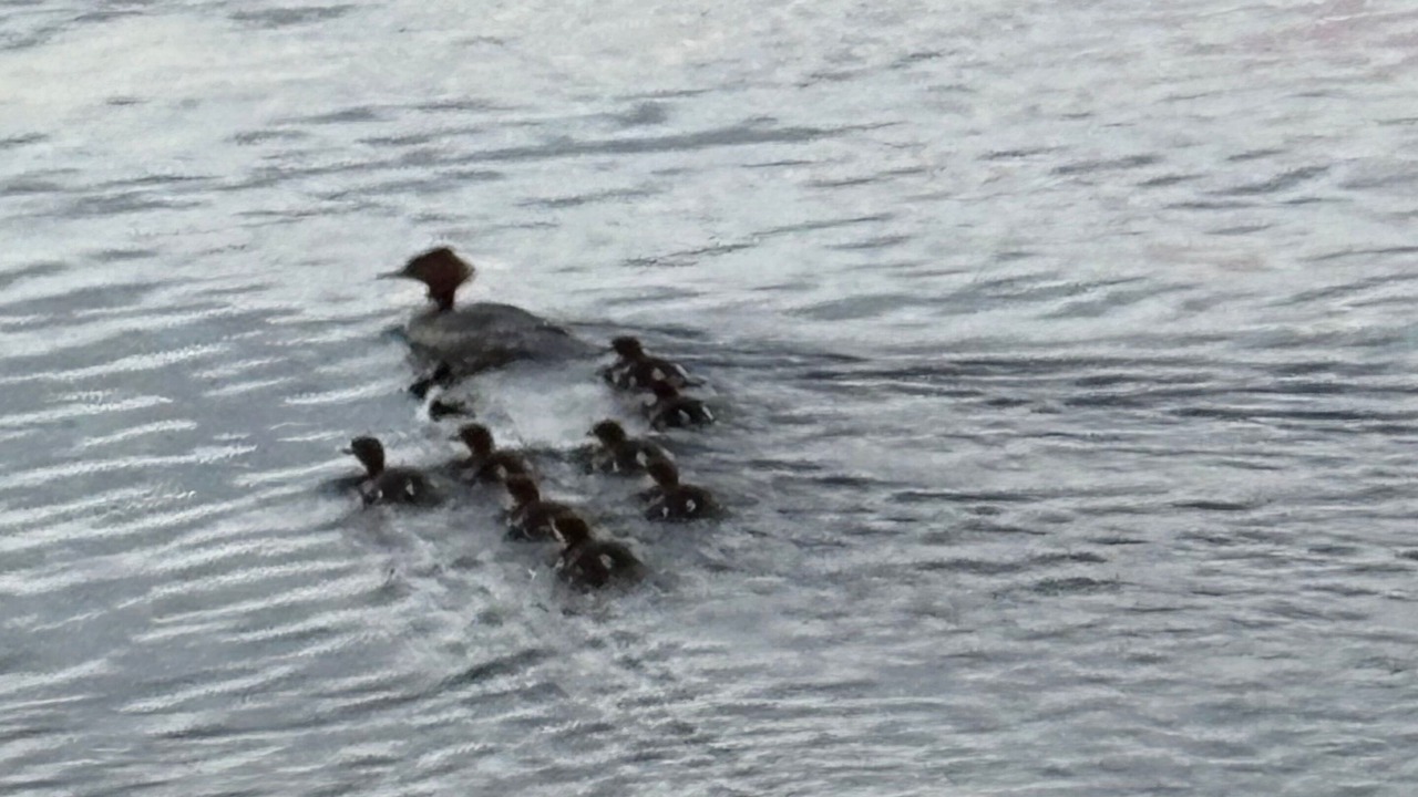 Photo of Others in Tiainen