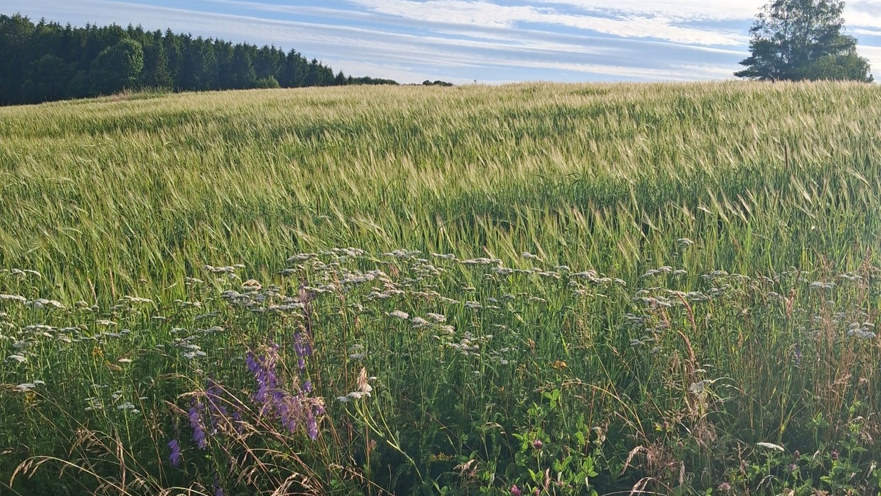 Photo of Outdoor in Bullaren