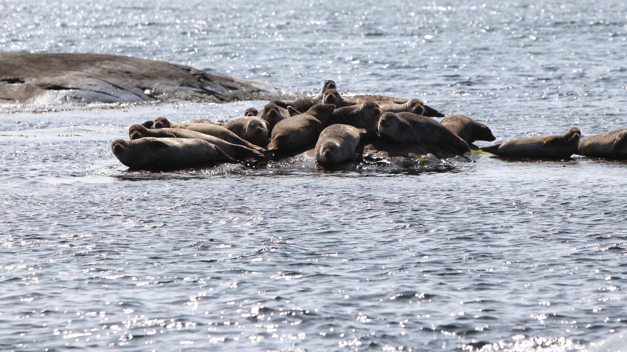 Photo of Others in Ostra Karup