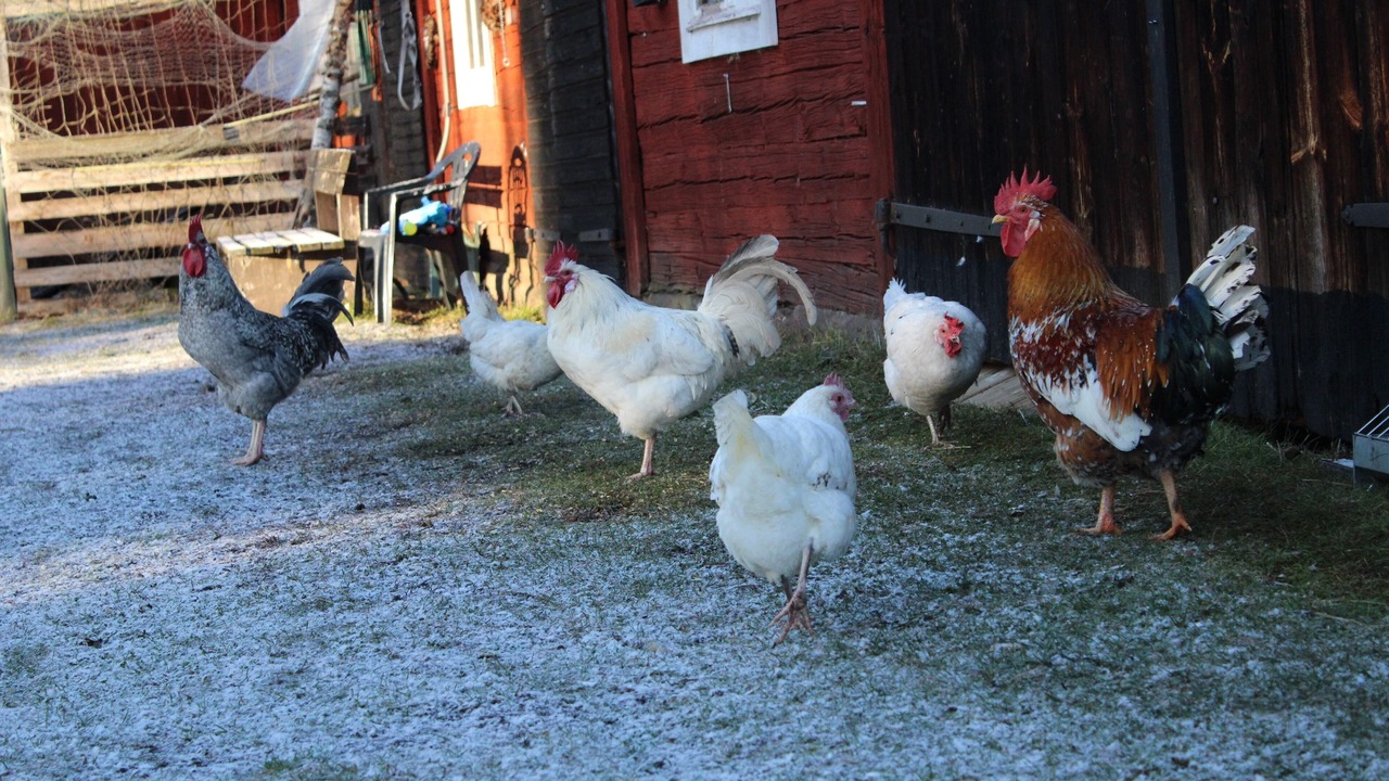 Photo of Outdoor in Hogsby