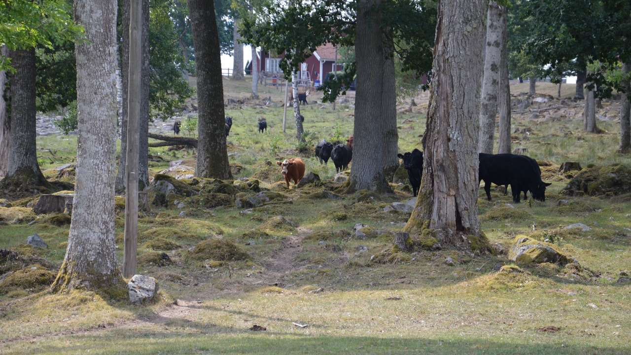 Photo of Others in Vrigstad