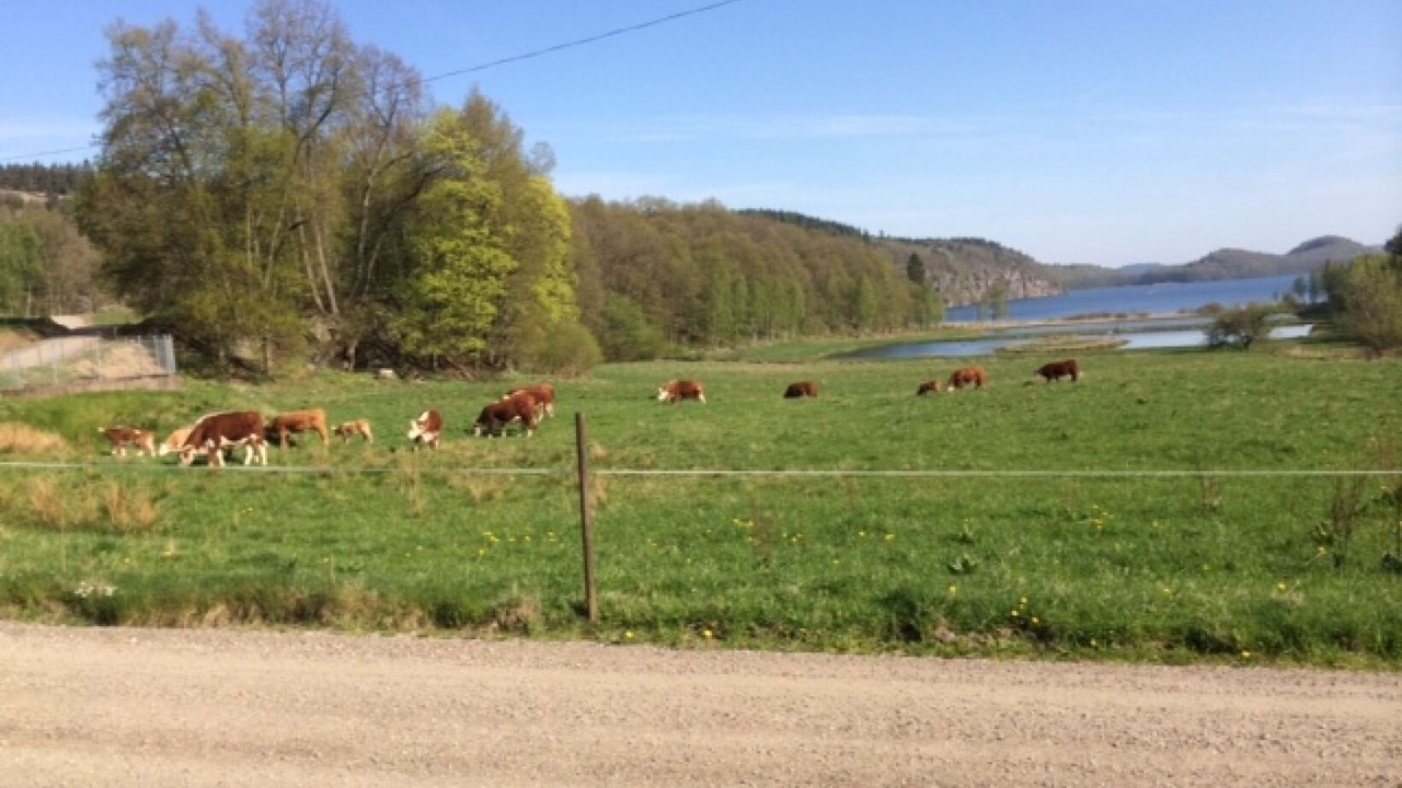 Photo of Others in Veddige