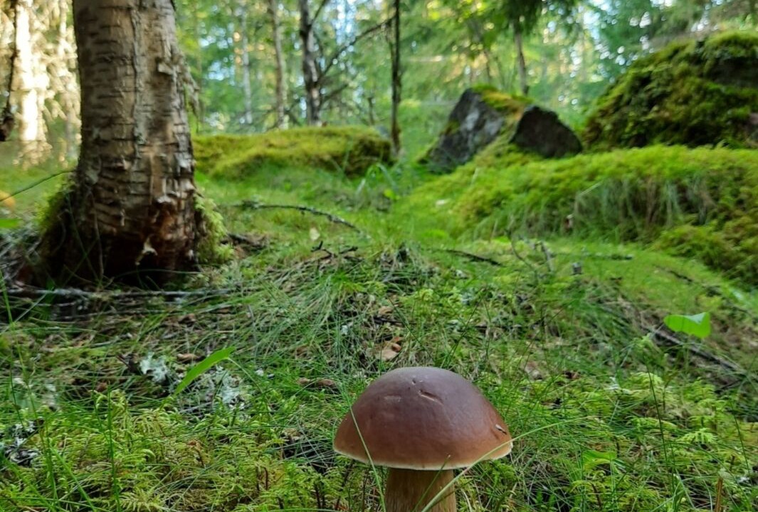 Photo of Outdoor in Gunnarskog